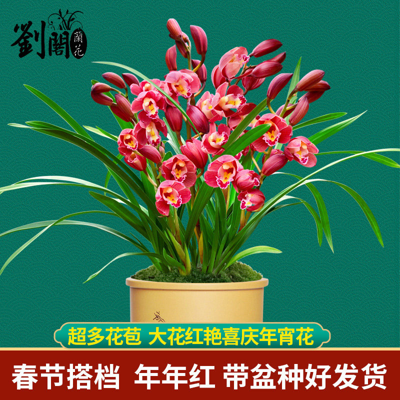 年宵花红宝石 花期长达2个月带盆种好 艾莹兰花苗花卉盆栽好养