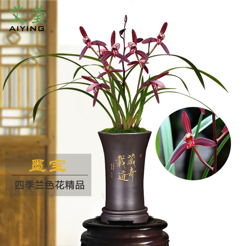 绿植建兰高档盆栽好养花卉