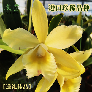 精品优质卡特兰兰花苗盆栽室内外办公室阳台桌面花卉绿植耐旱耐阴