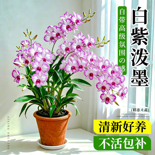 清新白紫泼墨秋石斛兰带花苞盆栽