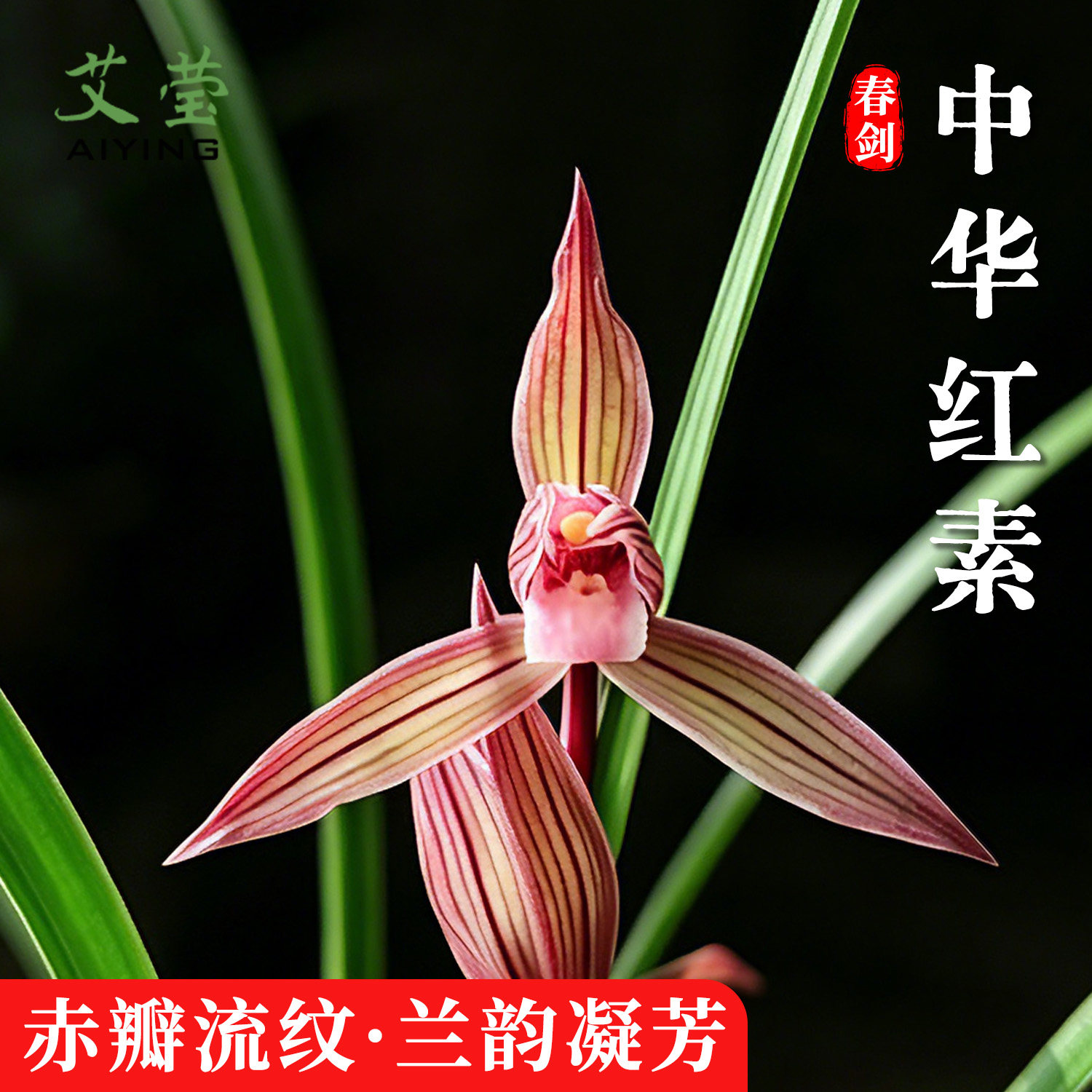 兰花苗春剑中华红素国兰铭品浓香型室内庭院客厅花卉绿植好养盆栽
