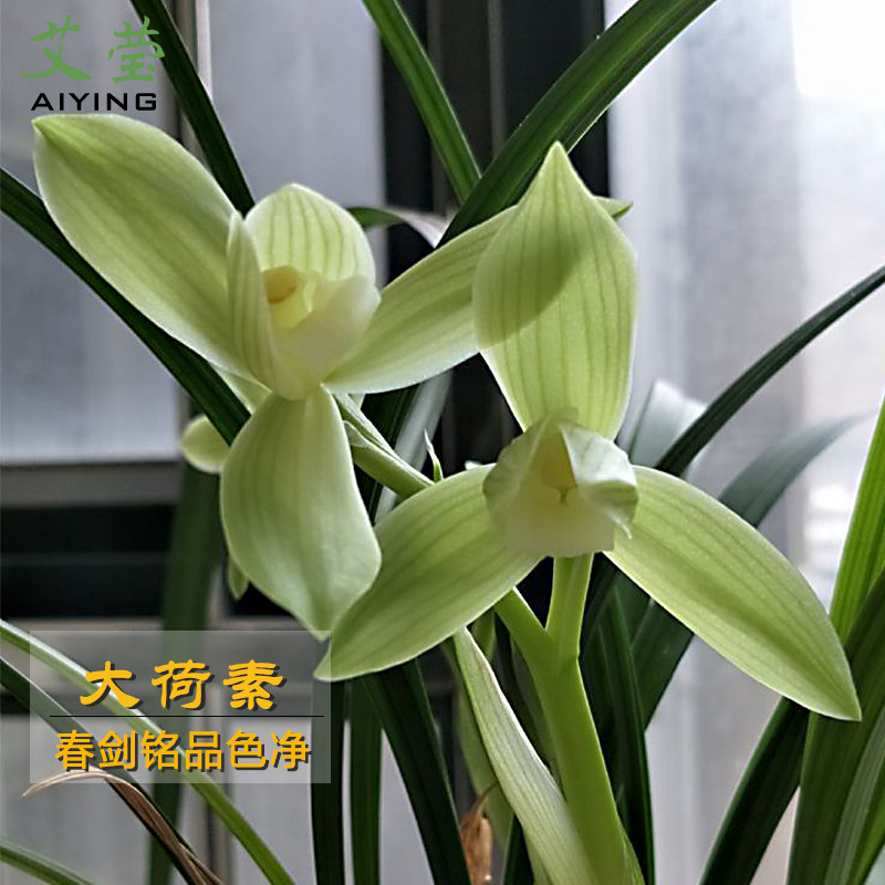 艾莹兰花苗 春剑大荷素 现带花苞出售浓香好养室内外绿植花卉盆栽