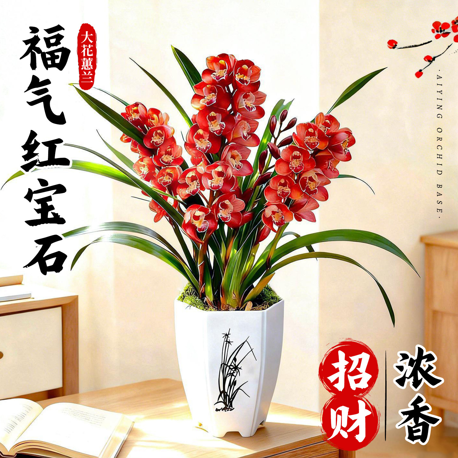 福气年宵花红宝石带花苞盆栽大花蕙兰花苗客厅耐寒鲜花卉绿植好养