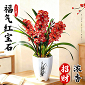 福气年宵花红宝石带花苞盆栽大花蕙兰花苗客厅耐寒鲜花卉绿植好养
