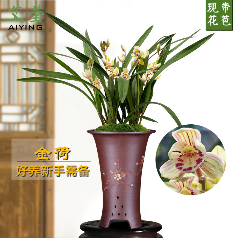 12-01新券艾莹兰花苗 建兰荷瓣金荷 现带花苞出售新手需备好养花卉盆栽绿植