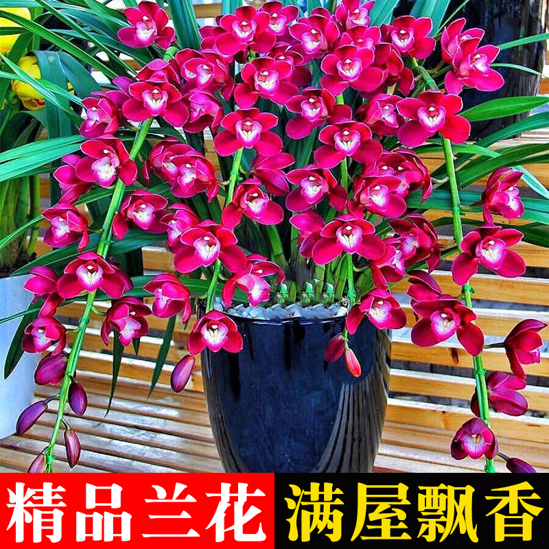精品兰花苗好运连连四季花卉