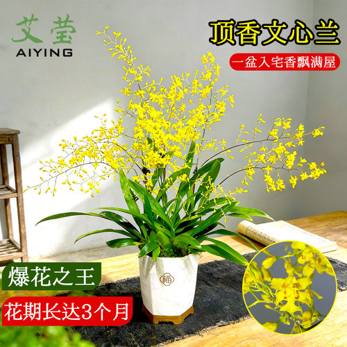 香水文心兰带多花苞浓香易养