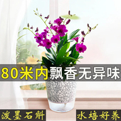 艾莹兰花苗 双色红泼墨石斛兰 现带花苞出售客厅好养盆栽花卉绿植