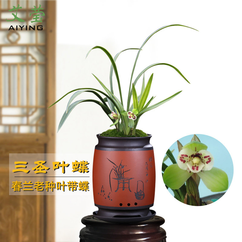 艾莹兰花苗 春兰老种精品 三圣叶蝶  冬带花苞出售室内好养花卉