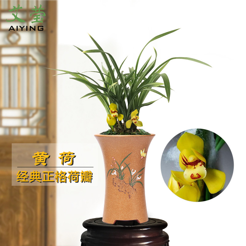 艾莹兰花苗黄荷春兰经典正格荷瓣冬带浓香花兰花室内阳台花卉盆栽