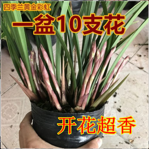 建兰黄金彩虹盆栽好养花卉