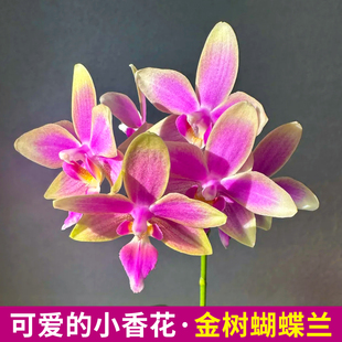 名贵原生蝴蝶兰带花盆栽 金树兰花苗室内鲜花卉绿植四季好养精品