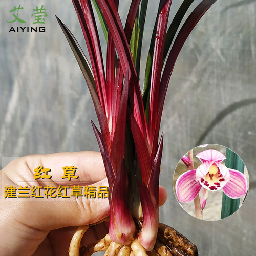 高档盆栽有香味兰花苗