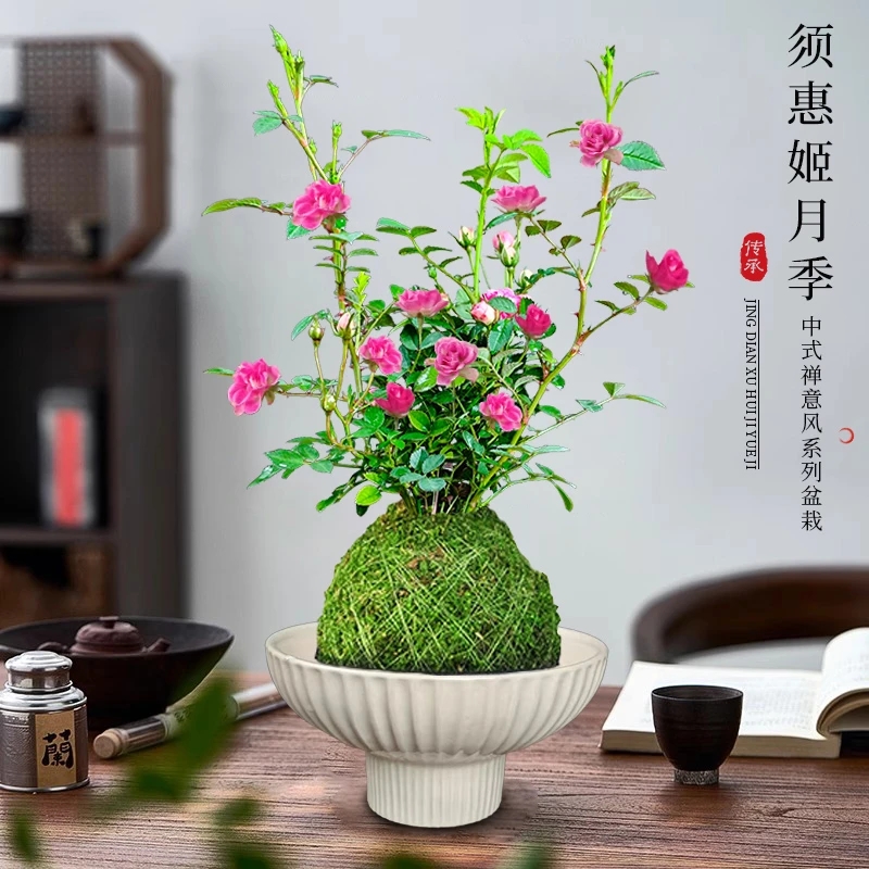 带花苞四季兰迷你超微型月季