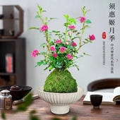 带花苞四季 兰迷你超微型月季 苔藓球阳台净化空气办公桌面绿花卉