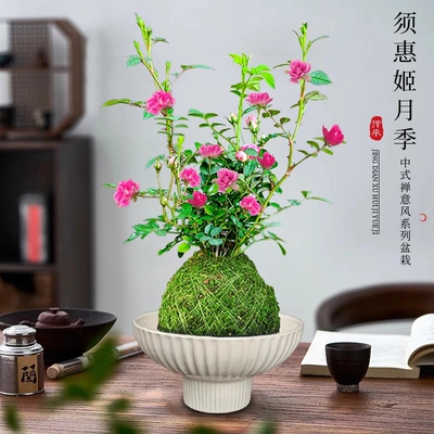 带花苞四季兰迷你超微型月季