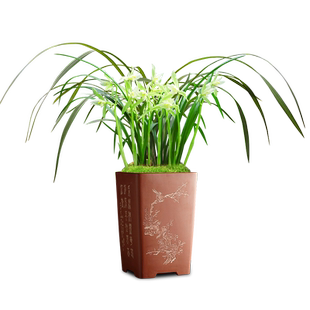 艾莹兰花新品素心兰 春剑隆昌素 冬带浓香花苞出售花卉苗绿植盆栽