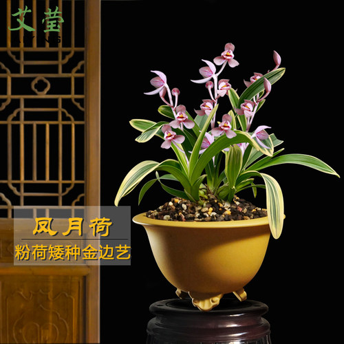 建兰建兰矮种荷瓣盆栽好养花卉