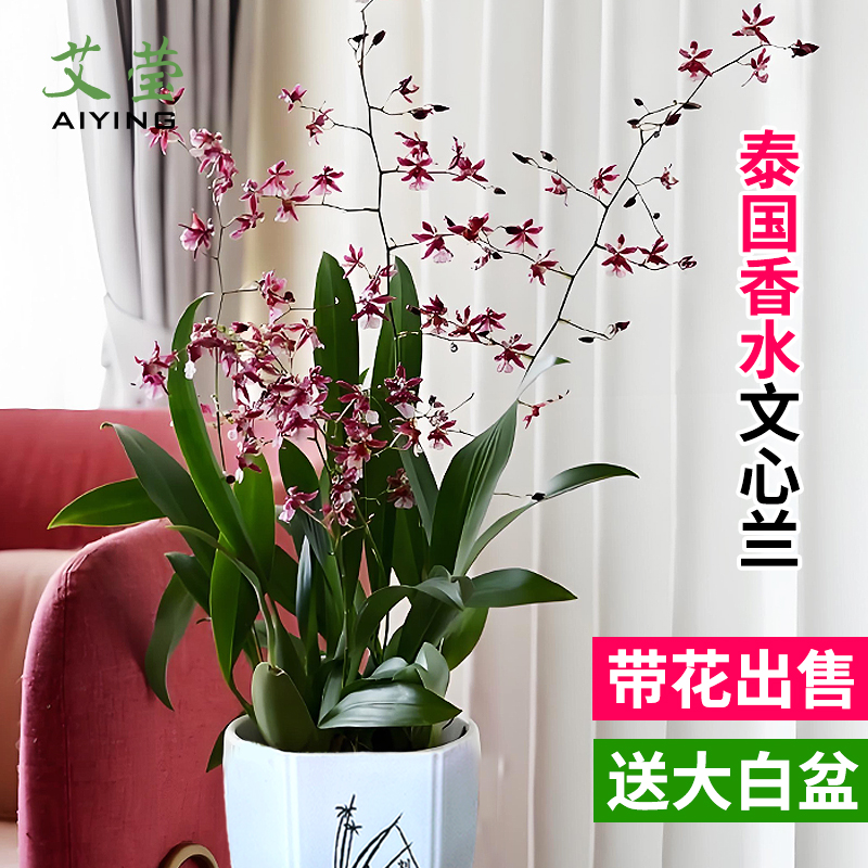 文心兰泰国香水现带花苞好养易活
