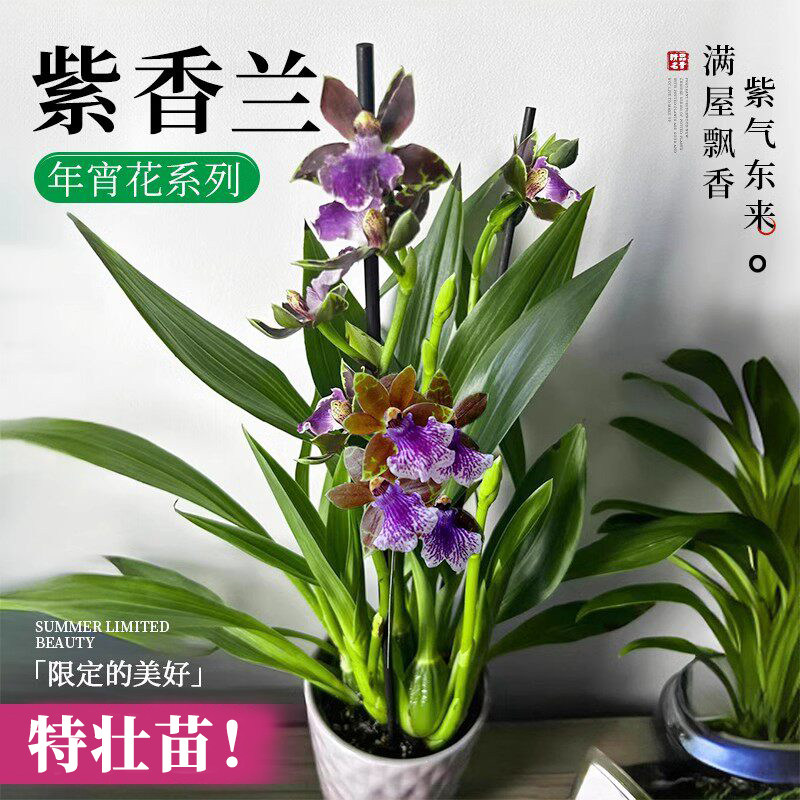 紫香兰盆栽带花苞蝴蝶兰精品兰花石斛兰室内好养四季浓香型花卉