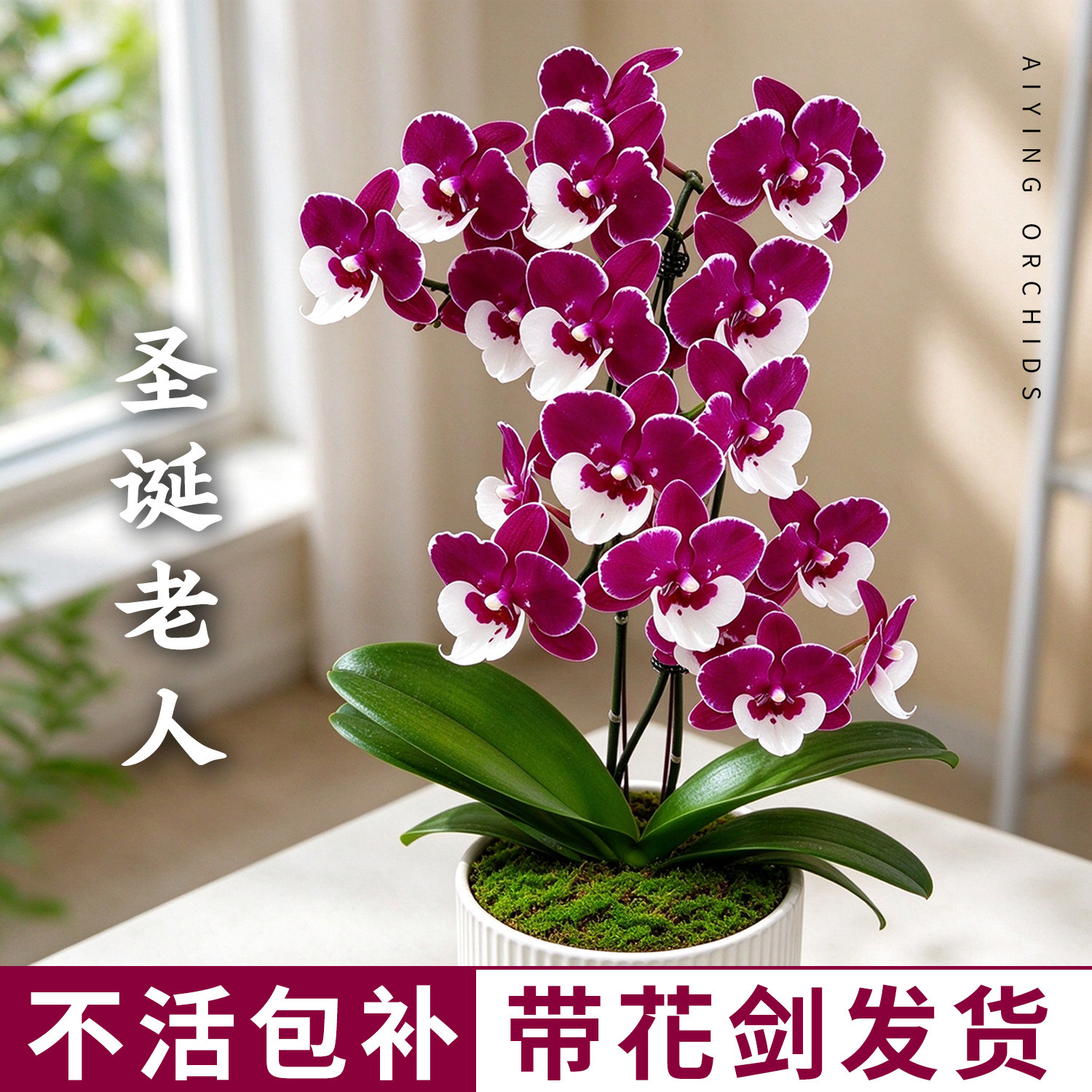 圣诞老人带花苞蝴蝶兰新品种带花剑盆栽 黑红色兰花苗客厅鲜花卉