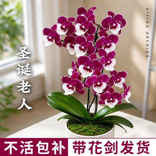 圣诞老人带花苞蝴蝶兰带花剑盆栽