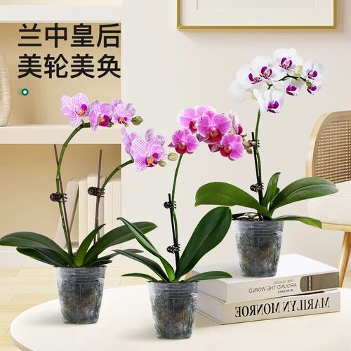精品名贵年宵蝴蝶兰盆栽带花苞