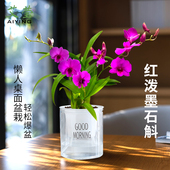 红泼墨石斛兰花苗现带花苞出售双色水培绿植小美浓香室内花卉盆栽