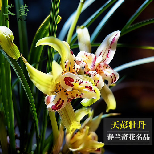 天彭牡丹春兰奇花带苞易养盆栽