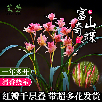 建兰红富山奇蝶兰花苗现带花苞