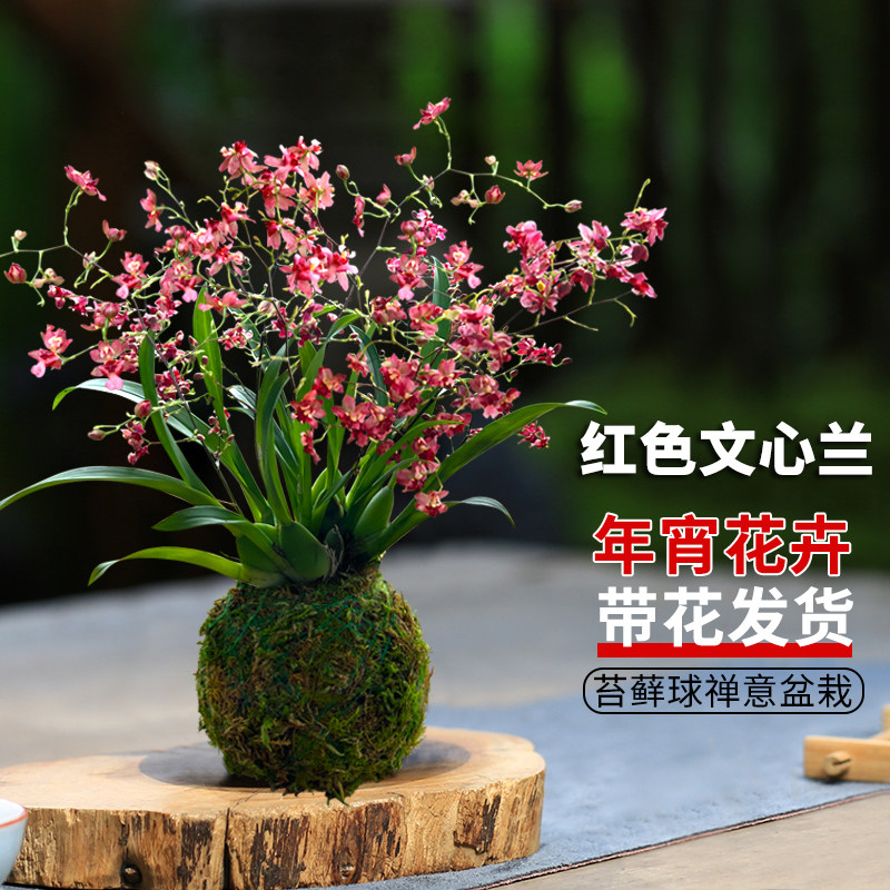 年宵花文心兰带花苔藓球盆栽
