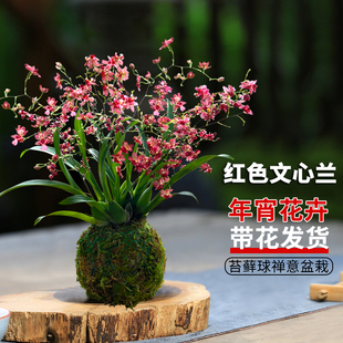 文心兰花卉带花剑好养香兰水培浓香花苗四季可赏室内阳台水培盆栽