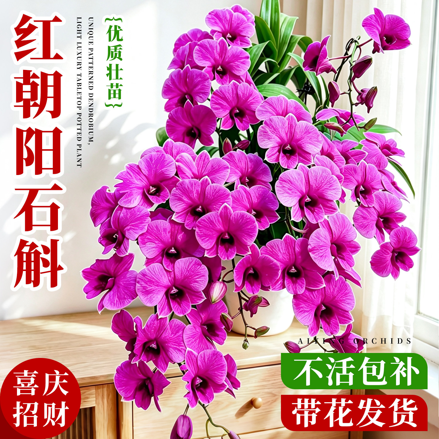 红朝阳泼墨秋石斛兰带花苞盆栽图片