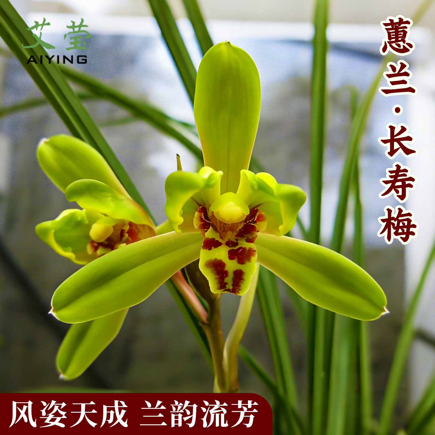 蕙兰长寿梅名贵兰花苗盆栽冬带花苞 高端室内梅瓣浓香型花卉绿植