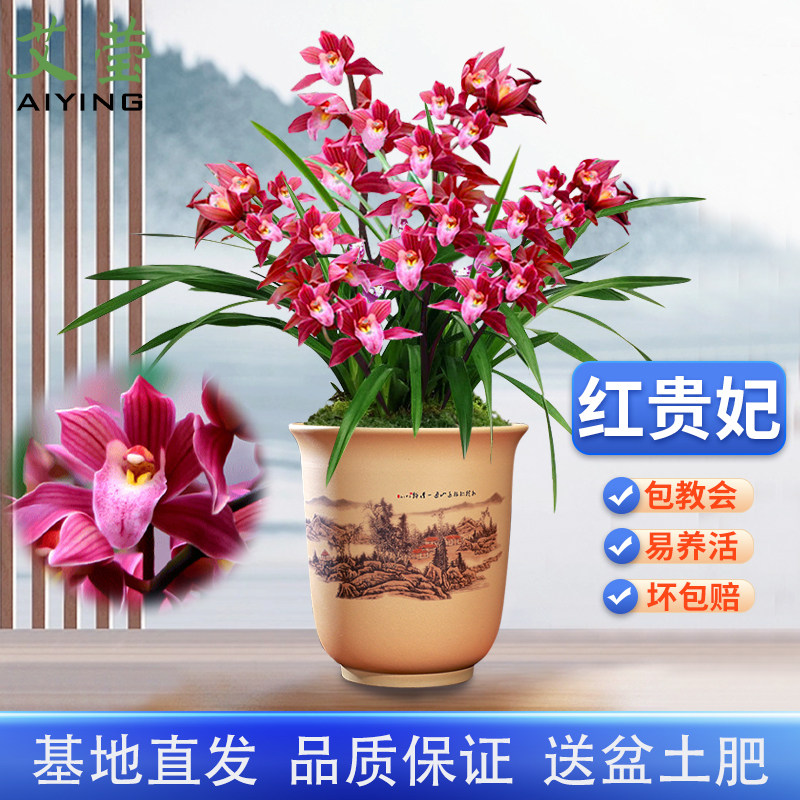 兰花苗花草红贵妃夏带花苞出售建兰四季花卉好养名贵花卉绿植盆栽