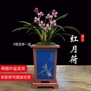 艾莹兰花苗 夏带花苞出售高档花卉室内盆栽 建兰矮种荷型花红月荷