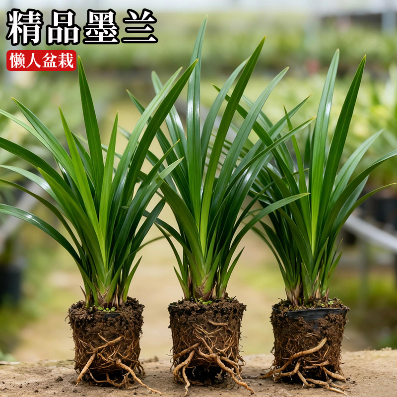 浓香兰花苗墨兰报岁兰四季好养