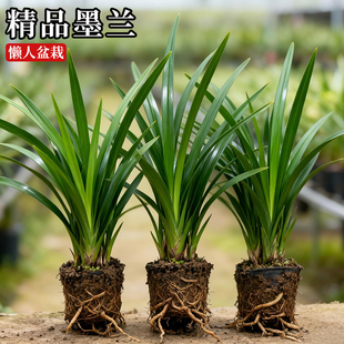 浓香兰花苗盆栽墨兰报岁兰墨月现带花苞宽叶兰草客厅阳台花卉绿植