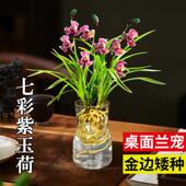 金边水培香水兰花苗七彩紫玉荷室内植物浓香四季 建花卉夏带花苞