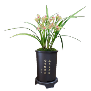 艾莹兰花苗 建兰水仙瓣奇花 彩云追月 现带花苞出售好养花卉高档