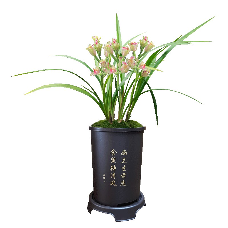 彩云追月高档好养花卉