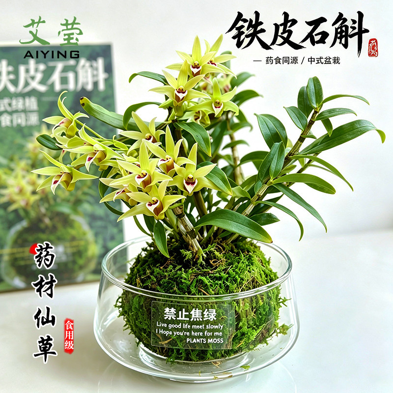 艾莹铁皮石斛兰花苗可水培室内桌面好养可食用带盆栽好鲜条石斛花图片