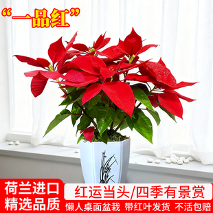 一品红盆栽室内外客厅鲜花绿植圣诞花年宵花阳台庭院植物净化空气
