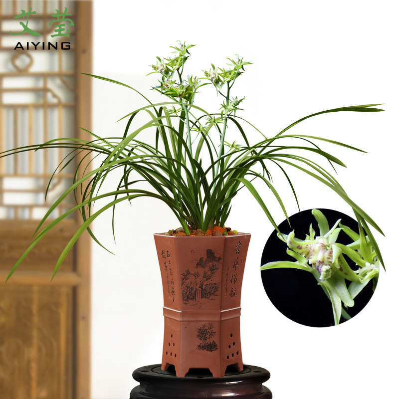 艾莹兰花苗 绿蕙水仙瓣 新上海梅 冬带花苞出售好养阳台花卉盆栽