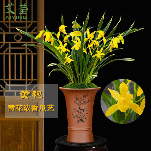 建兰有香味盆栽好养花卉