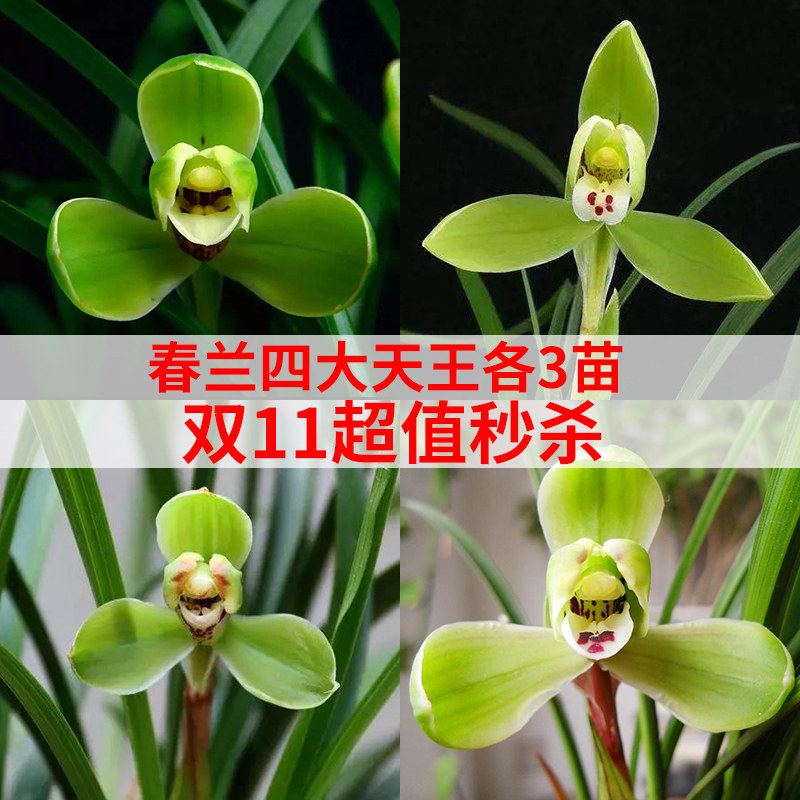 艾莹兰花苗 双11秒杀春兰四大天王组合钜惠冬带花苞出售高档兰花