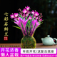 冬带花七彩香水石斛兰花四季 好养绿植浓香型石斛懒人室内净化空气