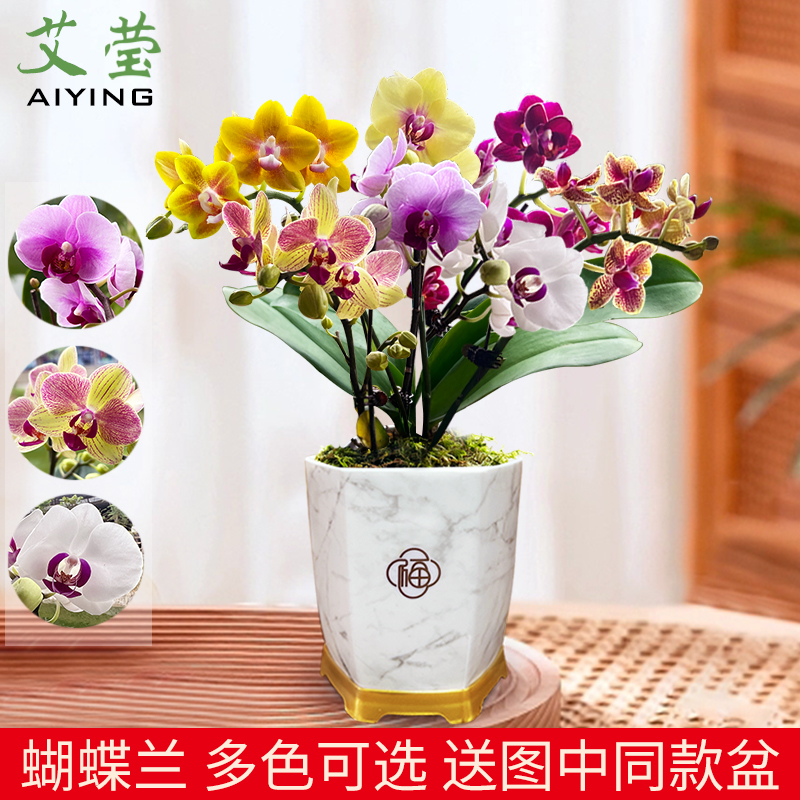 艾莹兰花苗有香味的蝴蝶兰