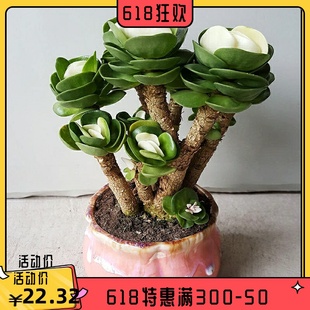 金钱木老桩带锦多肉植物发财树超大多肉盆栽室内绿植.