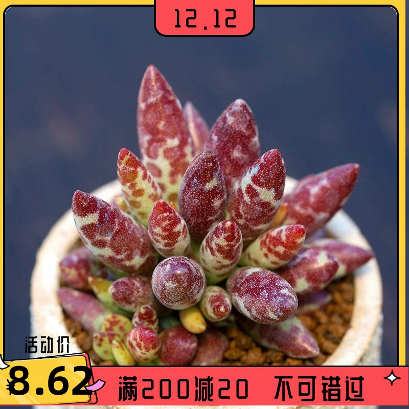 梅花鹿多肉植物 赤兔水泡多肉 海豹水泡多肉 玛丽安水泡 状态好看